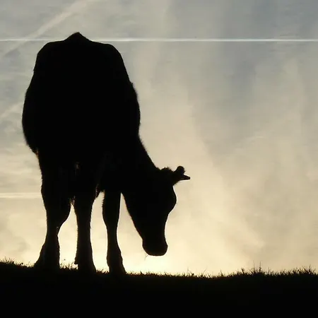Les Houx De Mathieu *